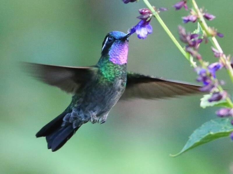 Purpurkehl-Bergkolibri, Fotos 4