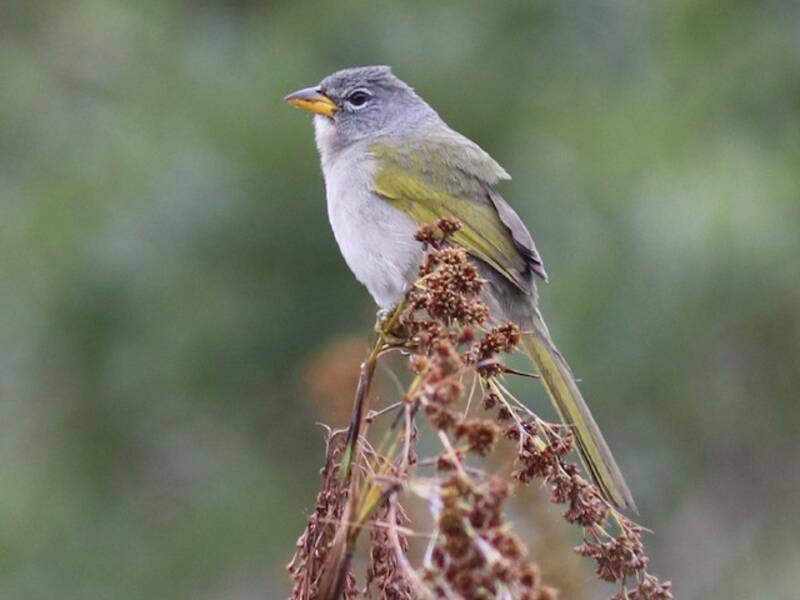 Pale-throated Pampa-Finch