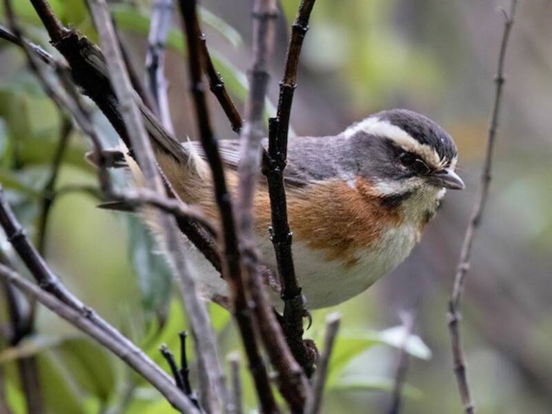 Plain-tailed Warbling Finch
