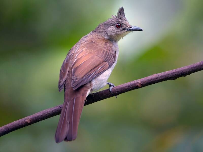 Puff-backed Bulbul, 照片 4