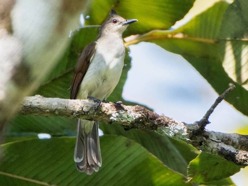 Puff-backed Bulbul, 照片 2