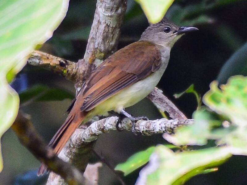 Puff-backed Bulbul, 照片 3