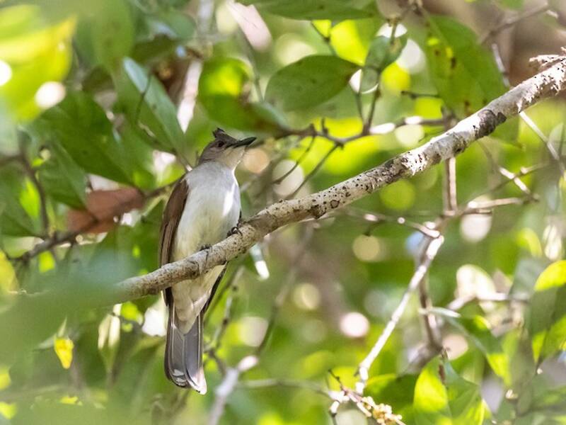 Bulbul de Dorso Hinchado