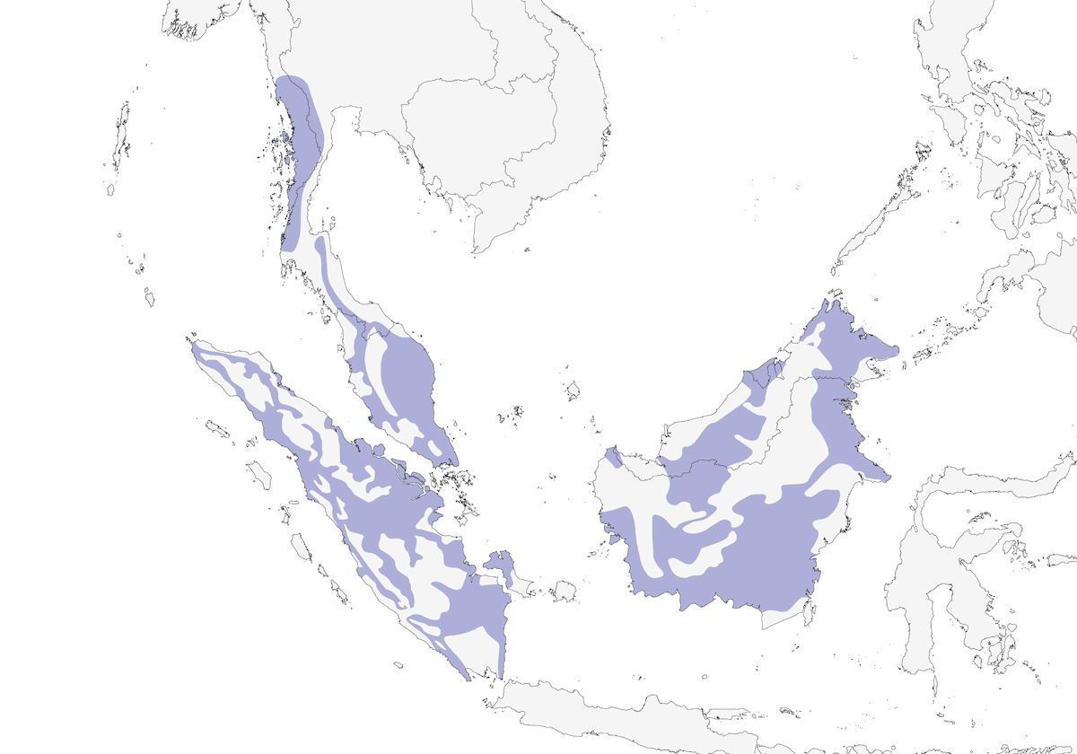Puff-backed Bulbul, 分布 1