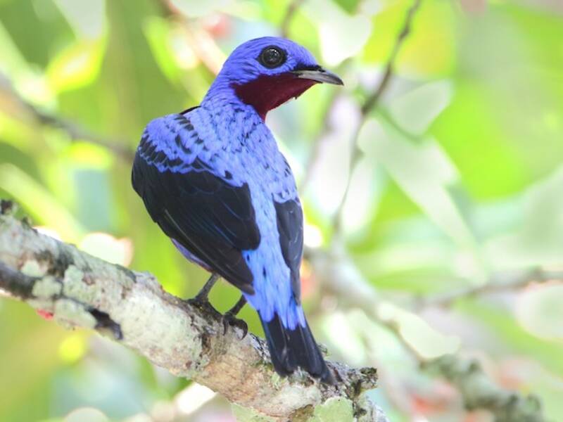 Cotinga pettoviola