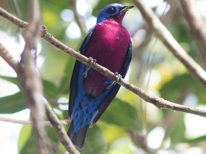 Cotinga pettoviola, Foto 2