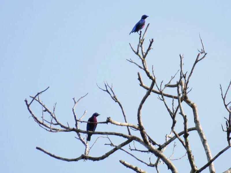 Cotinga pettoviola, Foto 4