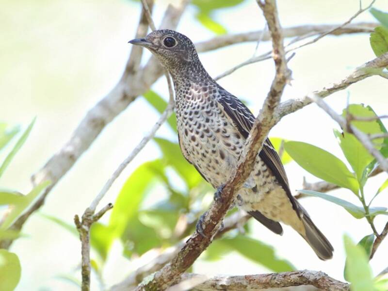 Cotinga pettoviola, Foto 3