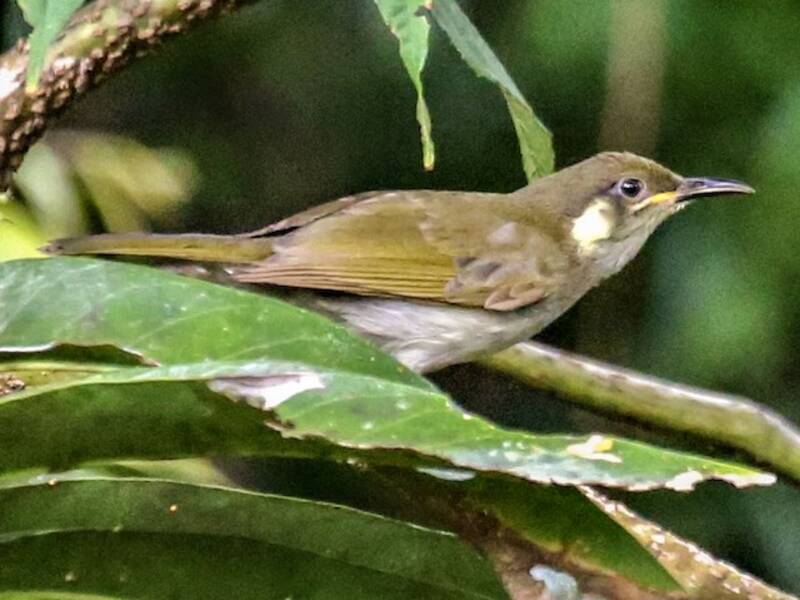 Puff-backed Honeyeater
