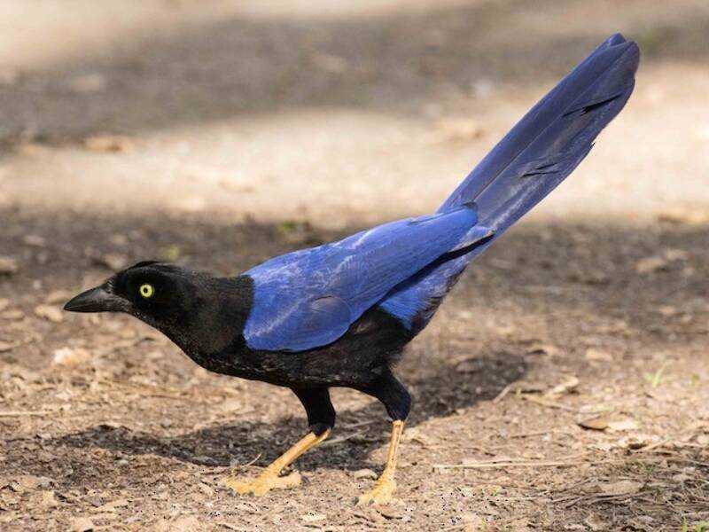 Geai à dos pourpre