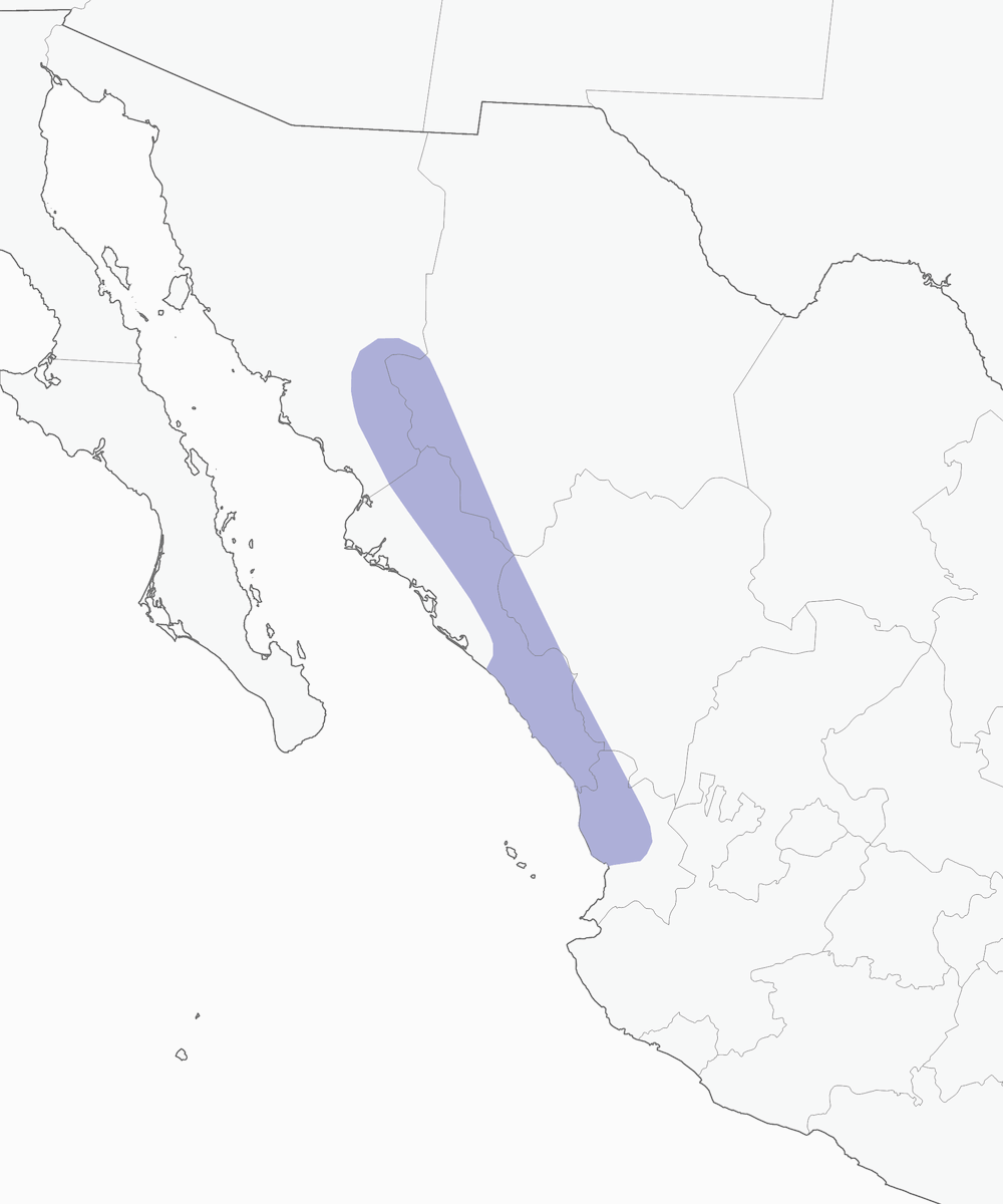 Geai à dos pourpre, Distribution 1