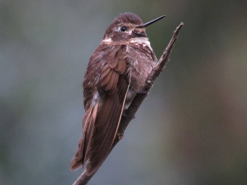 Colibrì raggiosole dorsopurpura, Foto 2