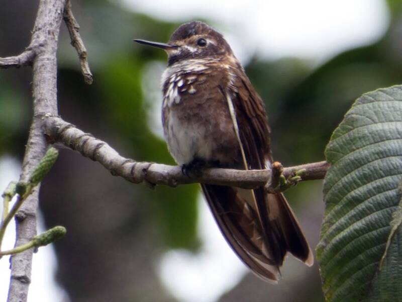 Colibrì raggiosole dorsopurpura, Foto 3