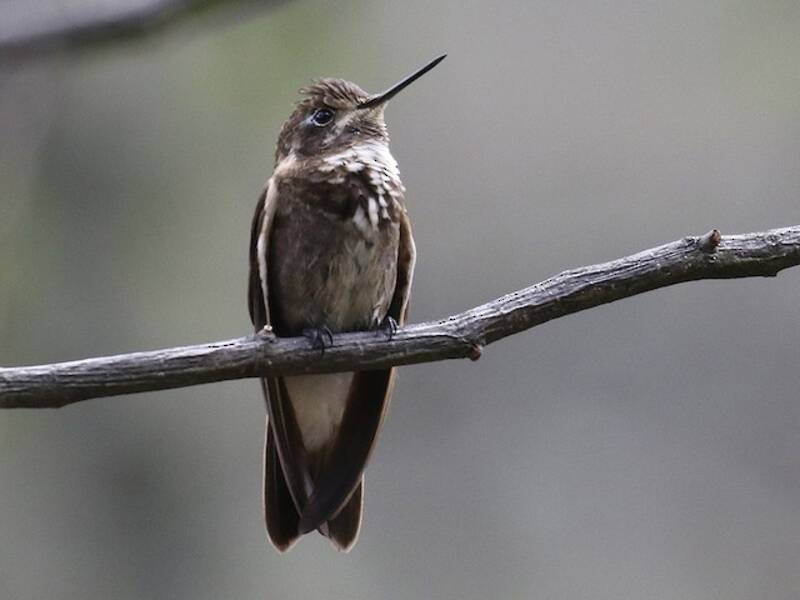 Colibrì raggiosole dorsopurpura, Foto 4