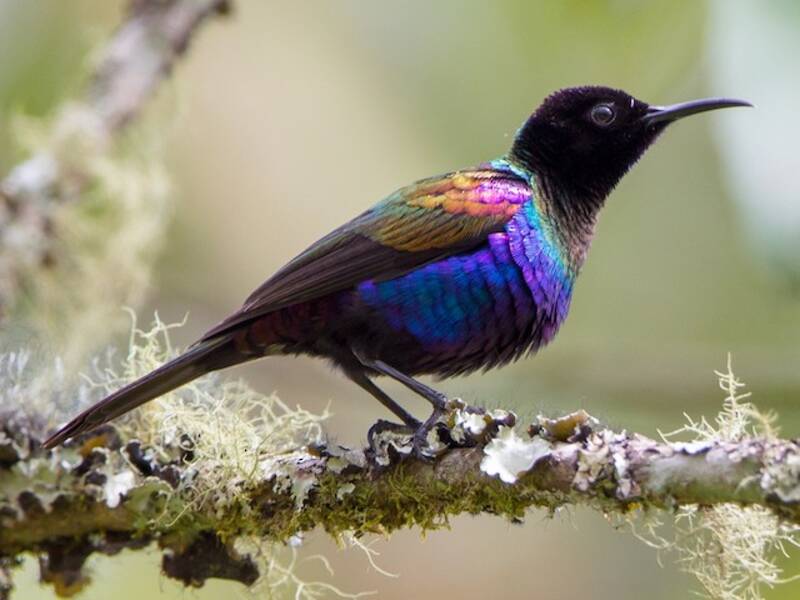Nettarinia dal ventre purpureo