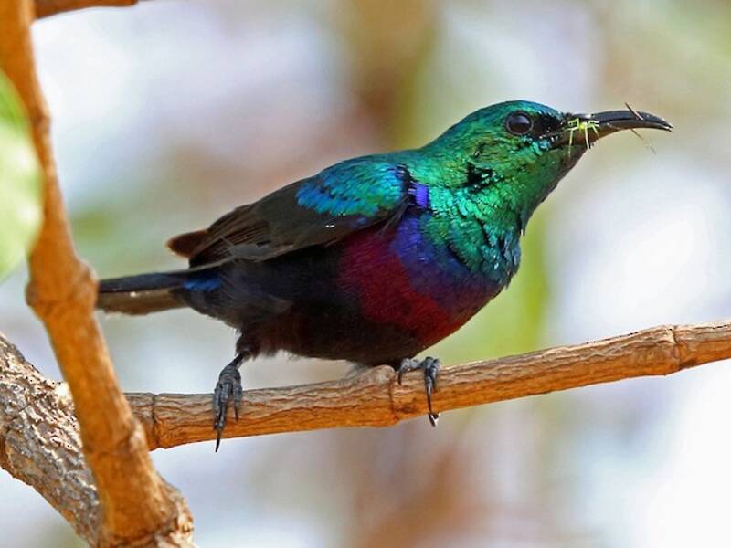 Purple-banded Sunbird