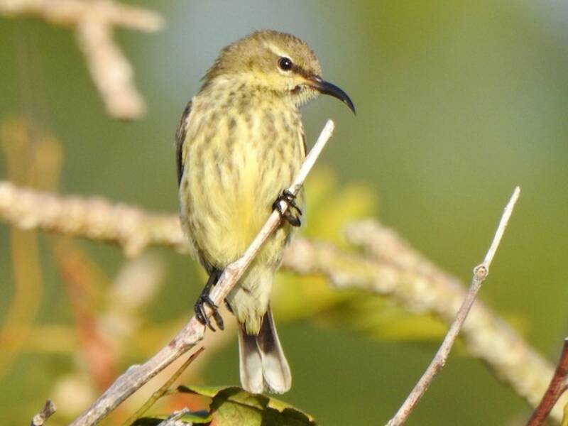 Purpurband-Nektarvogel, Fotos 2