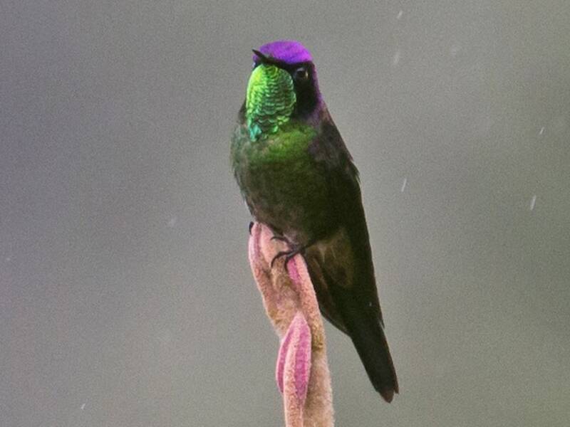 Acantiza dorsoviola, Foto 4