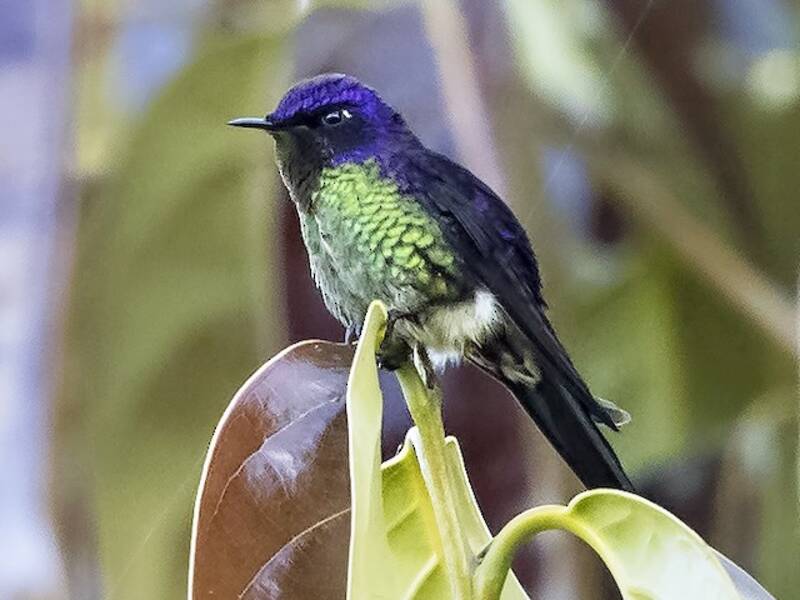 Acantiza dorsoviola, Foto 2
