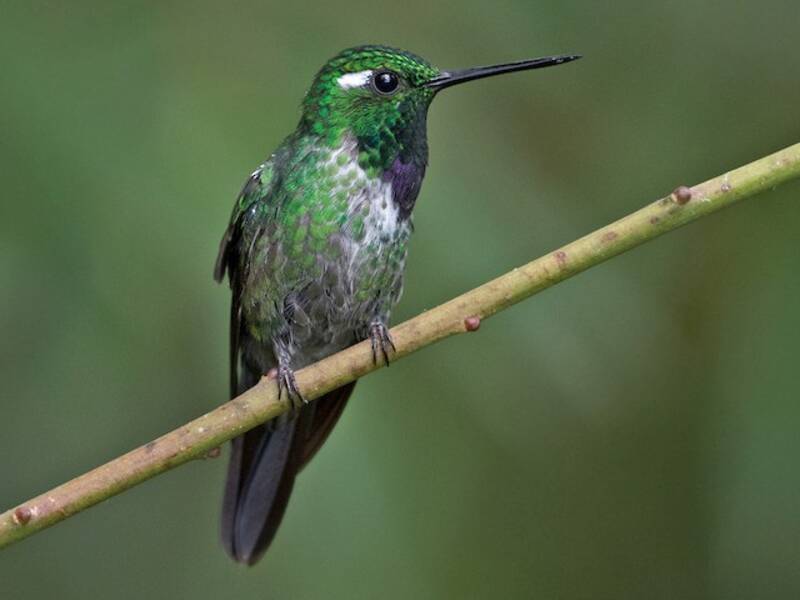 Colibrí de Babero Púrpura, Fotos 3