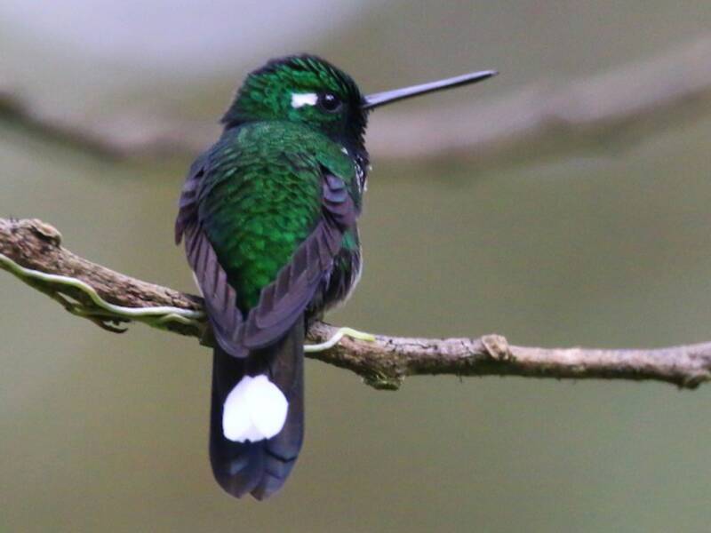 Colibrí de Babero Púrpura, Fotos 4