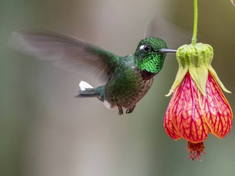 Colibrí de Babero Púrpura