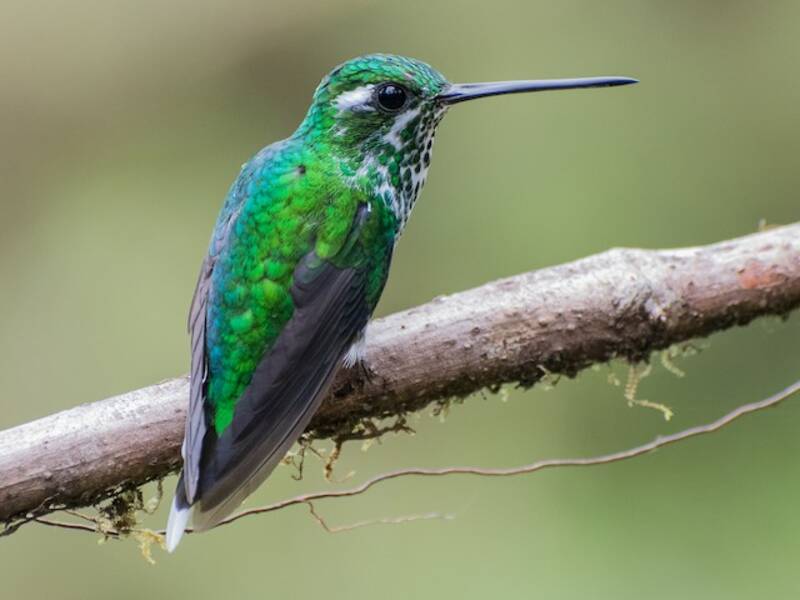 Colibrí de Babero Púrpura, Fotos 2