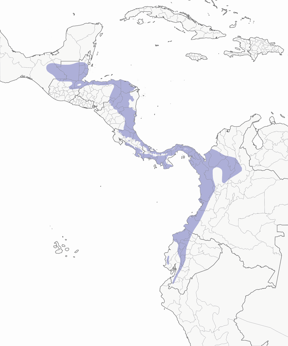Hada de Corona Púrpura, Distribución 1