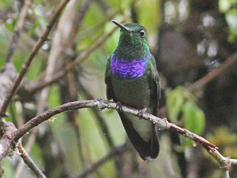 Colibrí Pechipurpúreo, Fotos 4