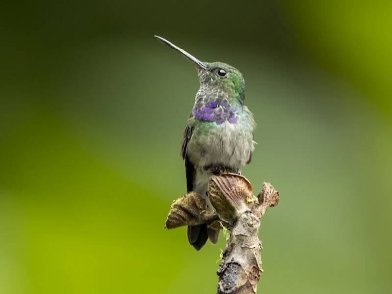 Colibrí Pechipurpúreo