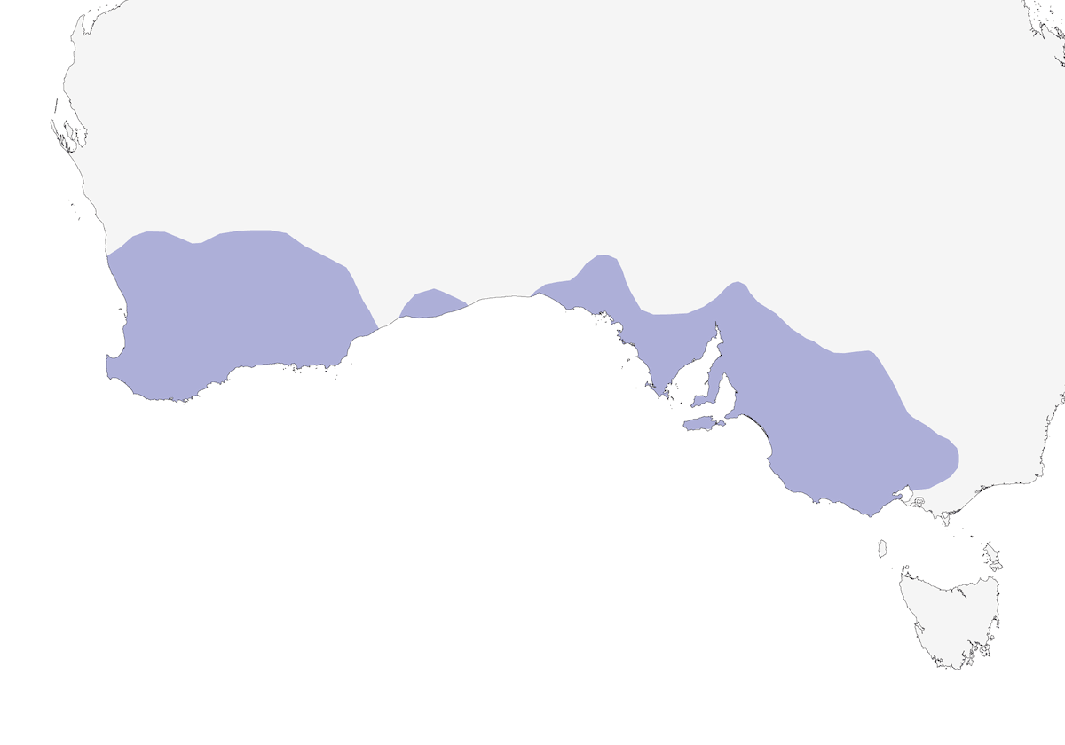 Lori Coronipúrpura, Distribución 1