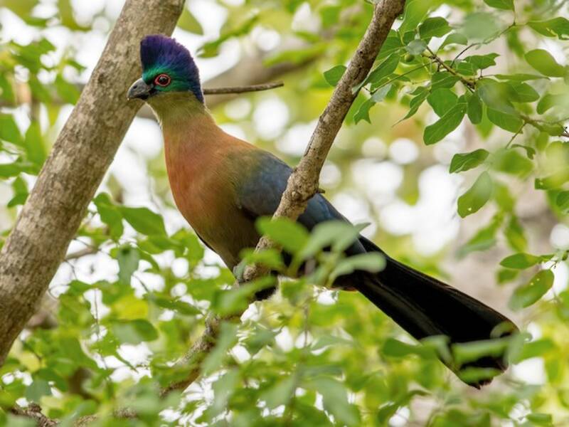 Purple-crested Turaco, 照片 4