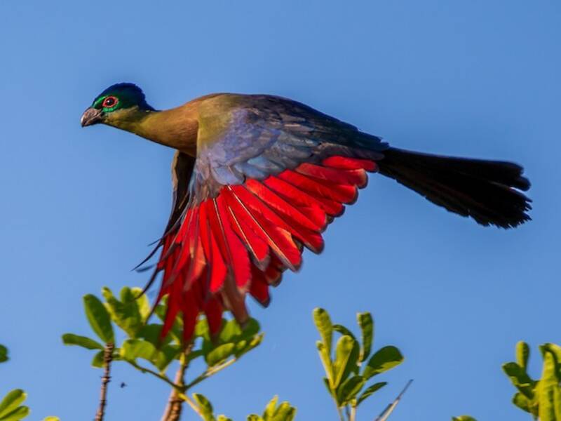 Purple-crested Turaco, 照片 3