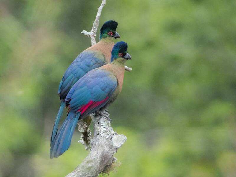 Purple-crested Turaco, 照片 2