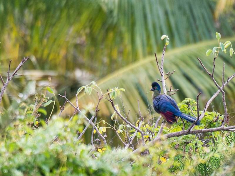 Purple-crested Turaco