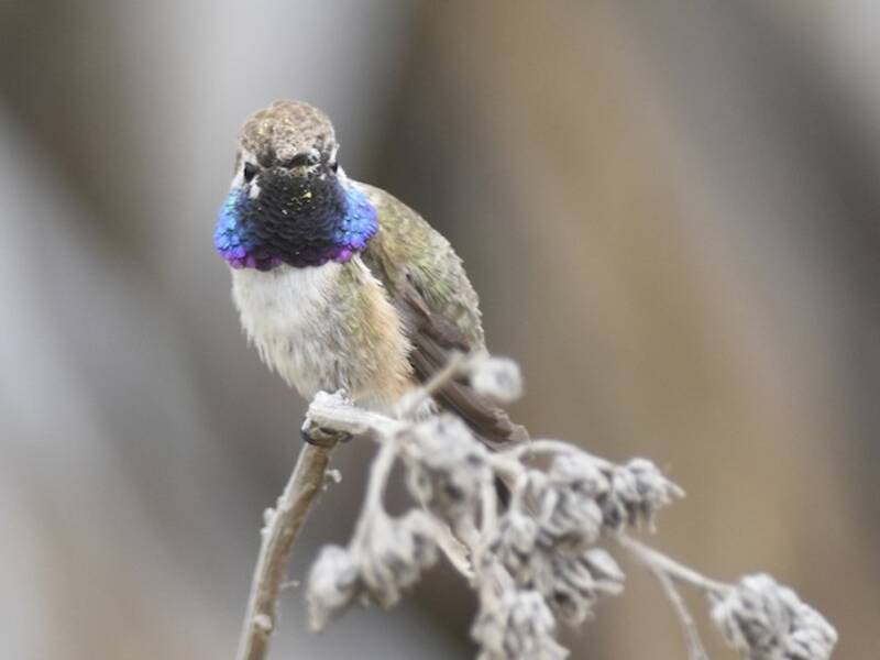 Purple-collared Woodstar, Photos 4