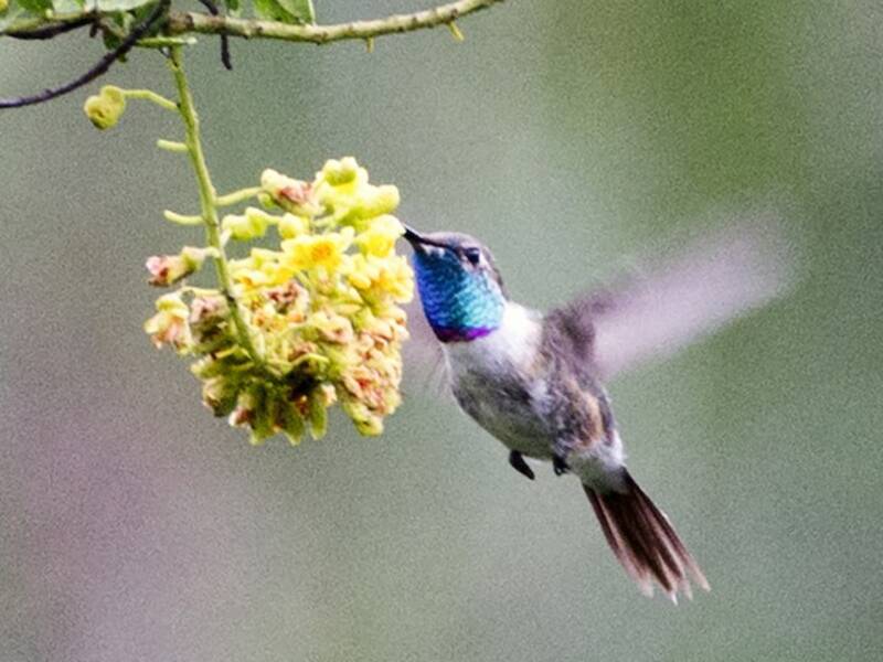 Purple-collared Woodstar