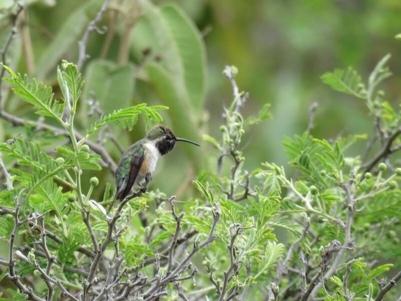 Purple-collared Woodstar, Photos 3