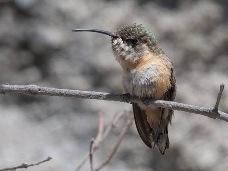 Purple-collared Woodstar, Photos 2