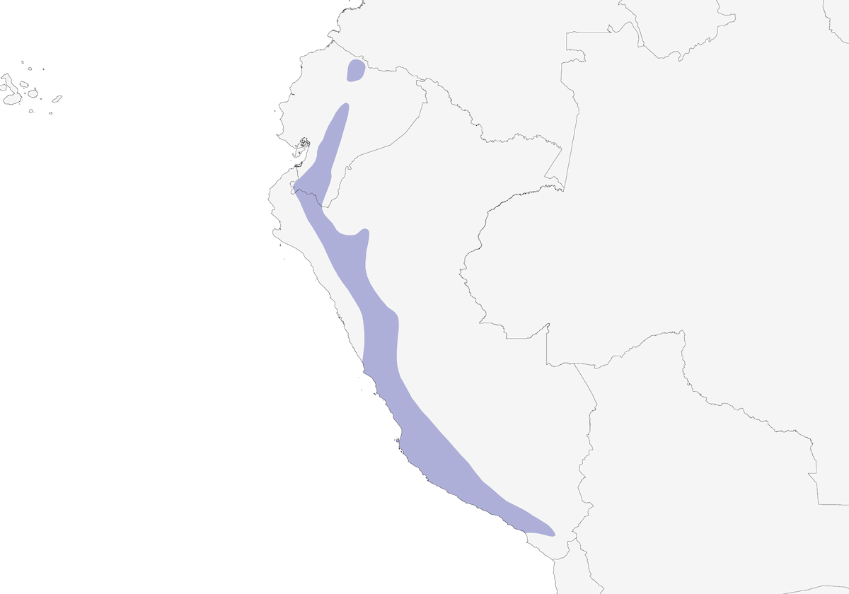 Purple-collared Woodstar, Distribution 1