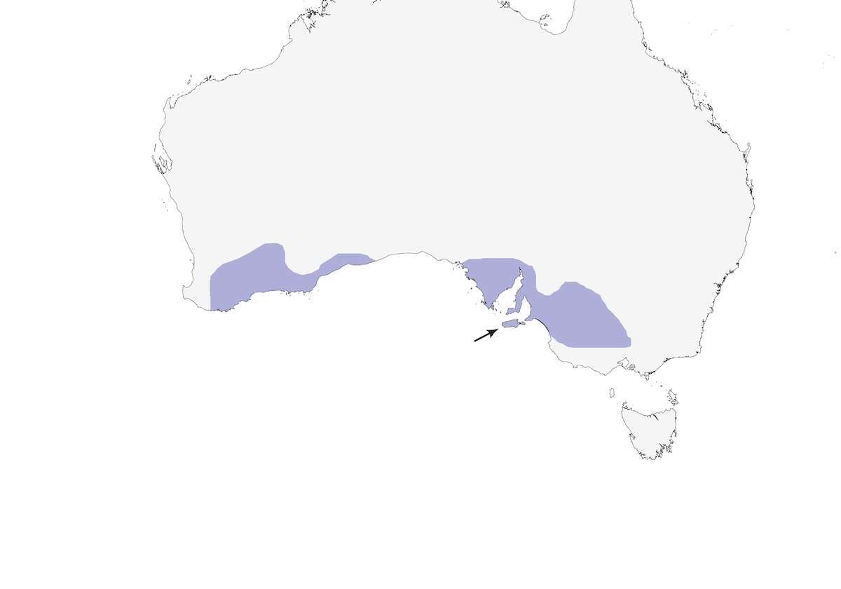 Melifago golapurpurea, Distribuzione 1