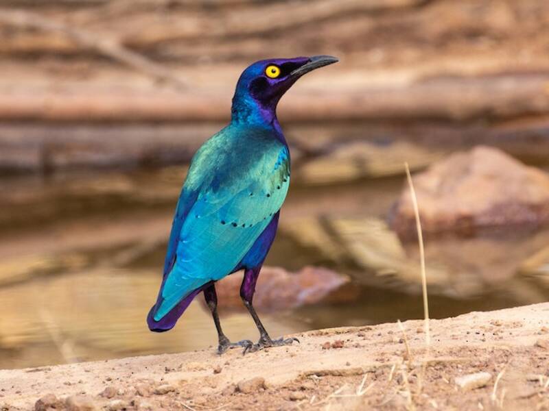 Purple Starling