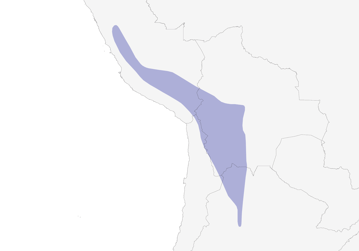 Dormilona Puneña, Distribución 1