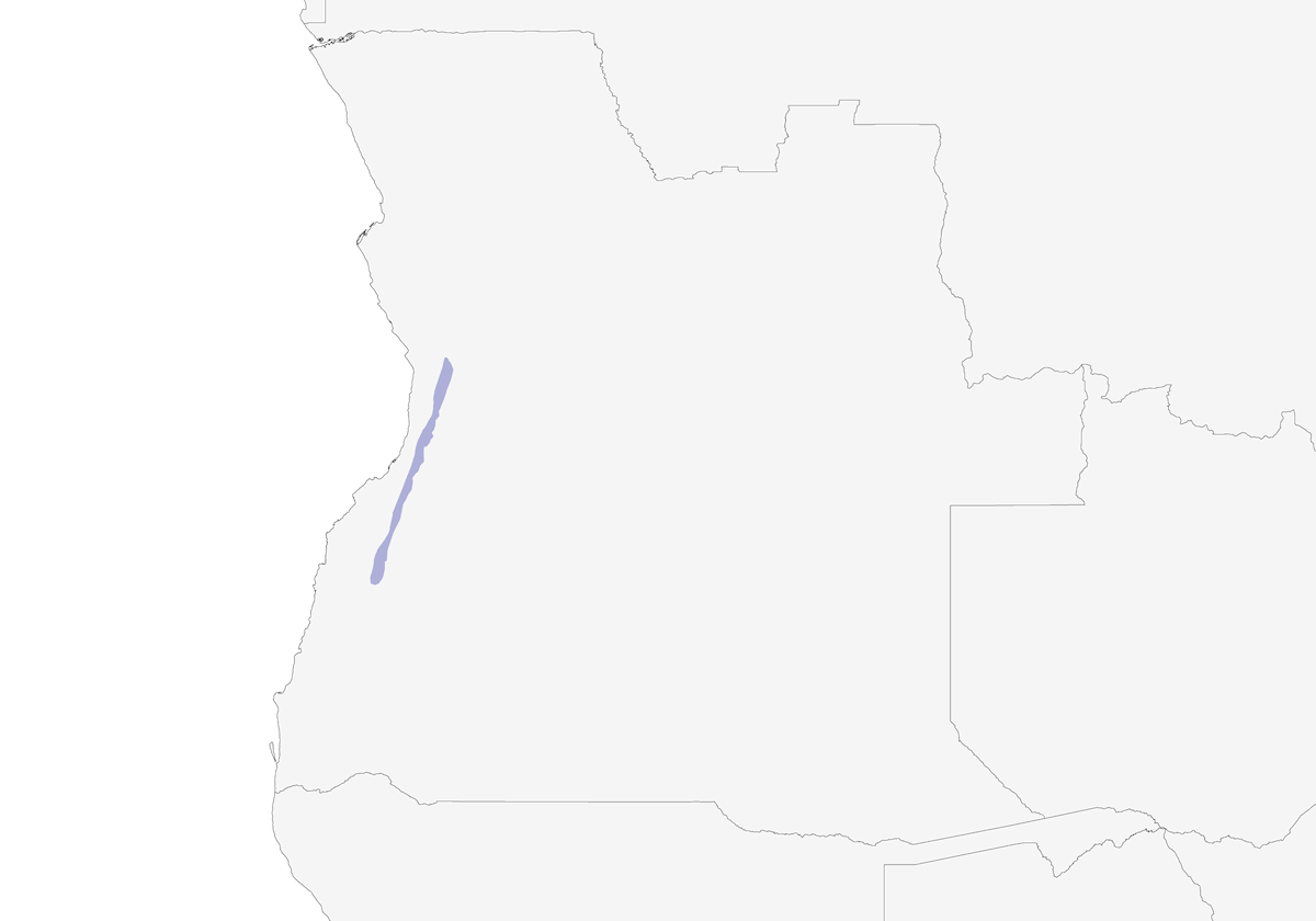 Piquilargo de Pulitzer, Distribución 1