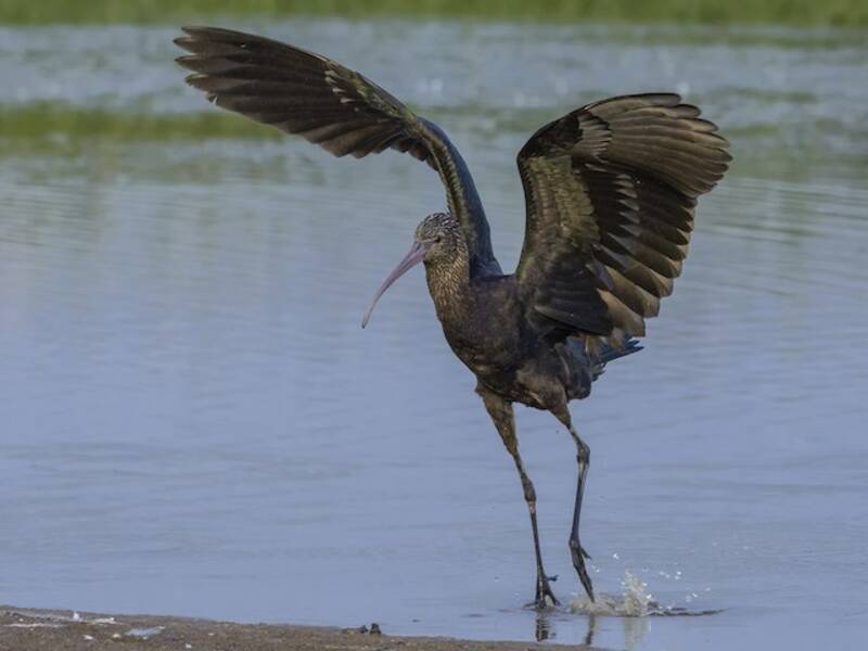 Puna Ibis, Photos 3