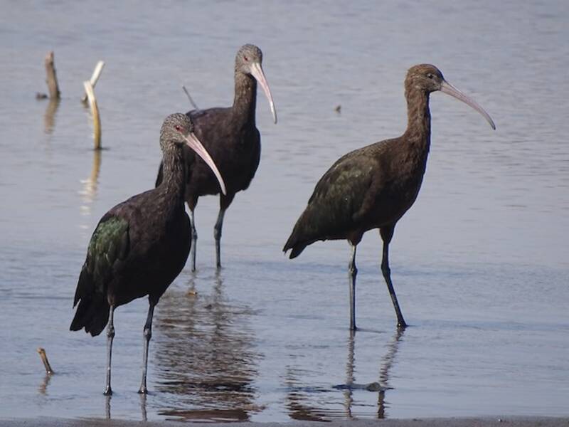 Puna Ibis, Photos 2