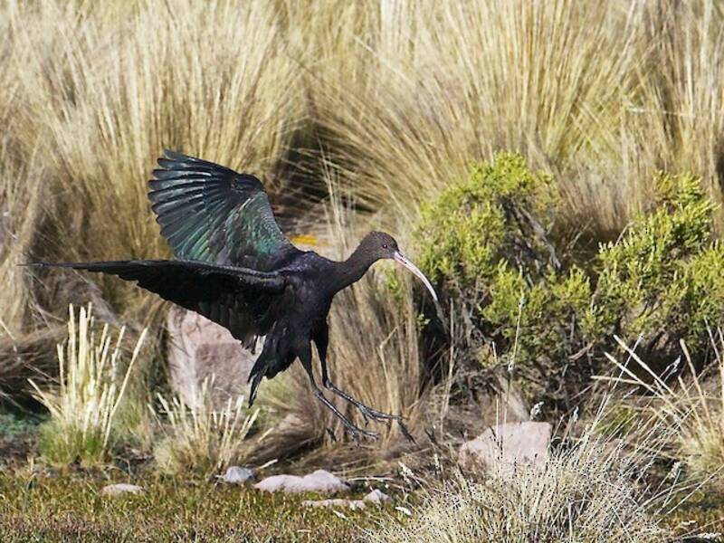 Puna Ibis, Photos 4