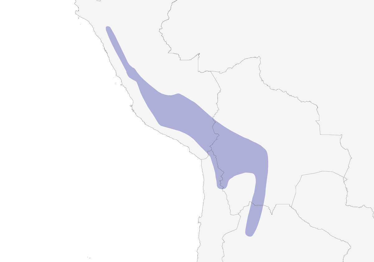 Puna Ibis, Distribution 1