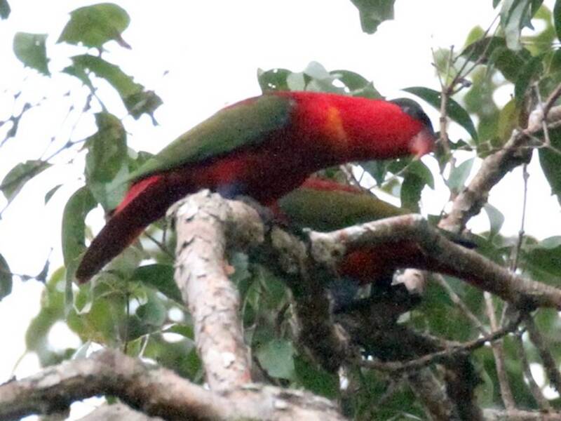 Purple-naped Lory, Photos 3