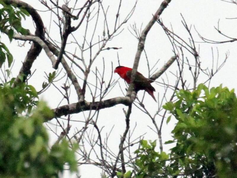 Purple-naped Lory, Photos 2